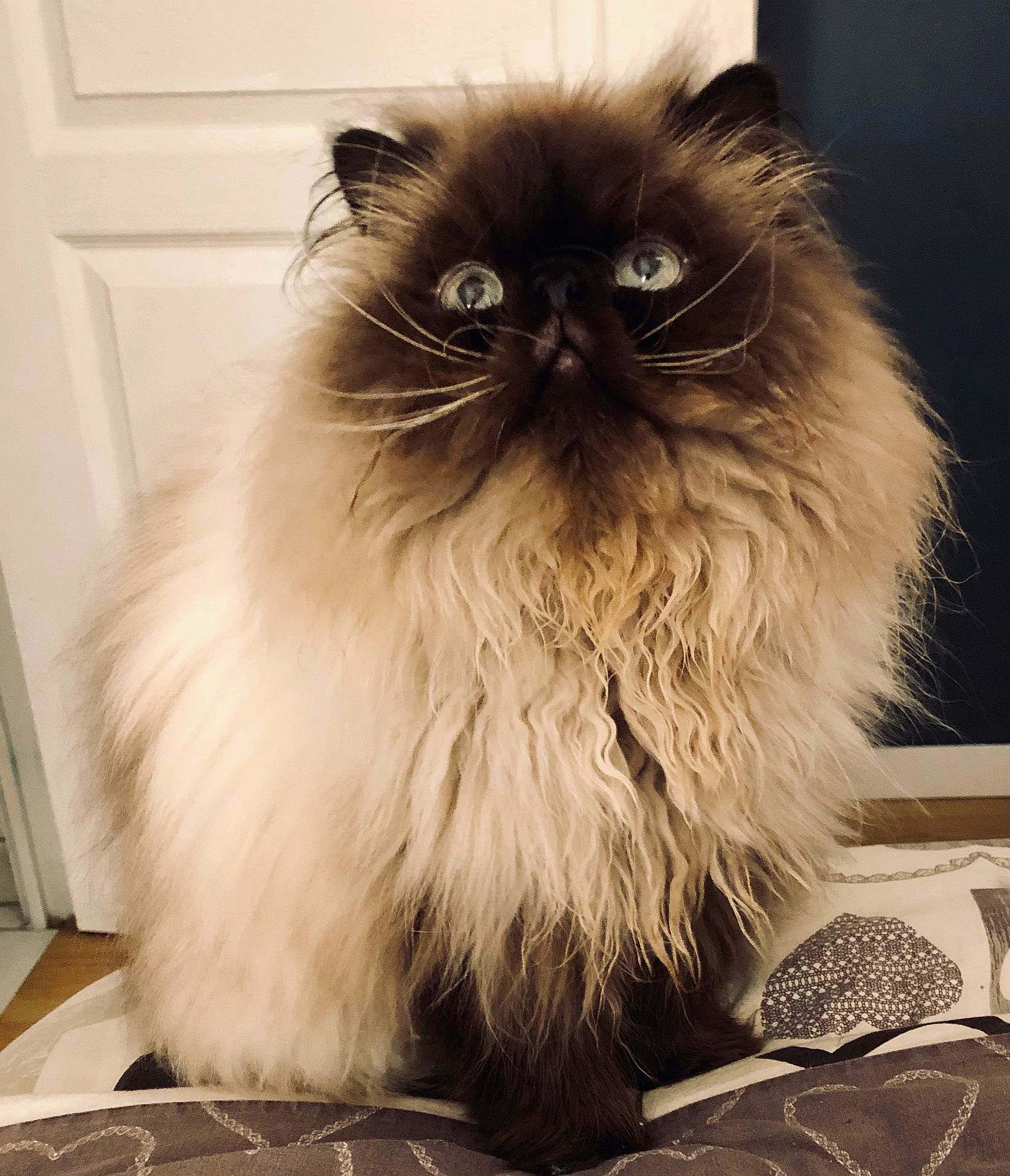 Naos a rejoint le concours — aidez-le/la à gagner de superbes lots ! birman, carnivore, cat, fawn, felidae, flooring, fur, persian, ragdoll, small_to_medium_sized_cats, snout, terrestrial_animal, whiskers