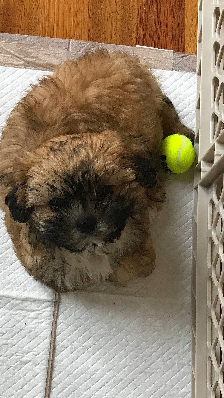 Bella joined the competition — help win amazing prizes! bolonka, canidae, carnivore, catalan_sheepdog, chinese_imperial_dog, dog, dog_breed, havanese, lhasa_apso, liver, mal_shi, maltepoo, mammal, pekapoo, poodle_crossbreed, puppy, schnoodle, shih_poo, shih_tzu, toy_dog