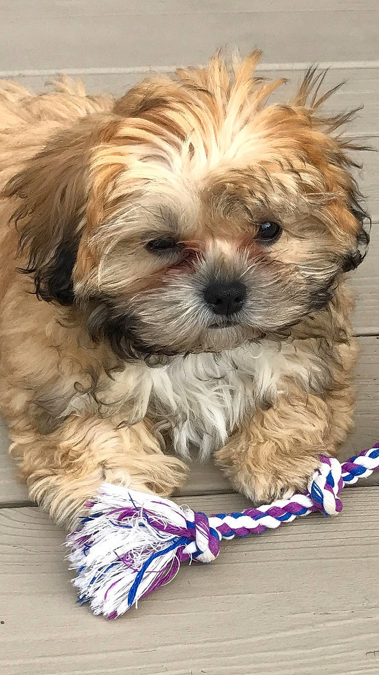 Bella is registered to the contest to win money with this photo: bolonka, canidae, carnivore, chinese_imperial_dog, companion_dog, dog, dog_breed, lhasa_apso, mal_shi, maltepoo, mammal, morkie, pekapoo, poodle_crossbreed, puppy, schnoodle, shih_poo, shih_tzu, vertebrate, yorkipoo