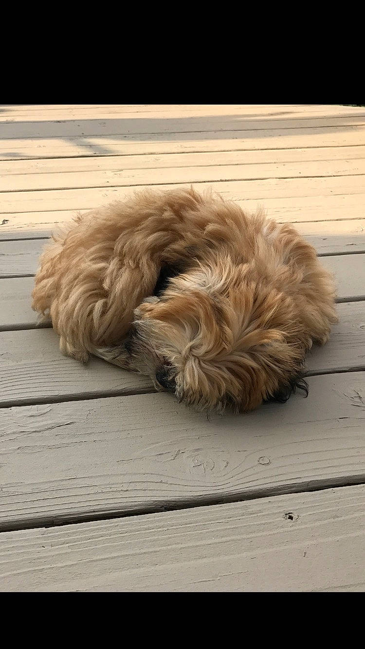 Bella is registered to the contest to win money with this photo: bolonka, canidae, carnivore, cavapoo, cockapoo, dog, dog_breed, dutch_smoushond, glen_of_imaal_terrier, havanese, irish_soft_coated_wheaten_terrier, lhasa_apso, poodle_crossbreed, sapsali, schnoodle, shih_tzu, sporting_group, sporting_lucas_terrier, terrier, tibetan_terrier