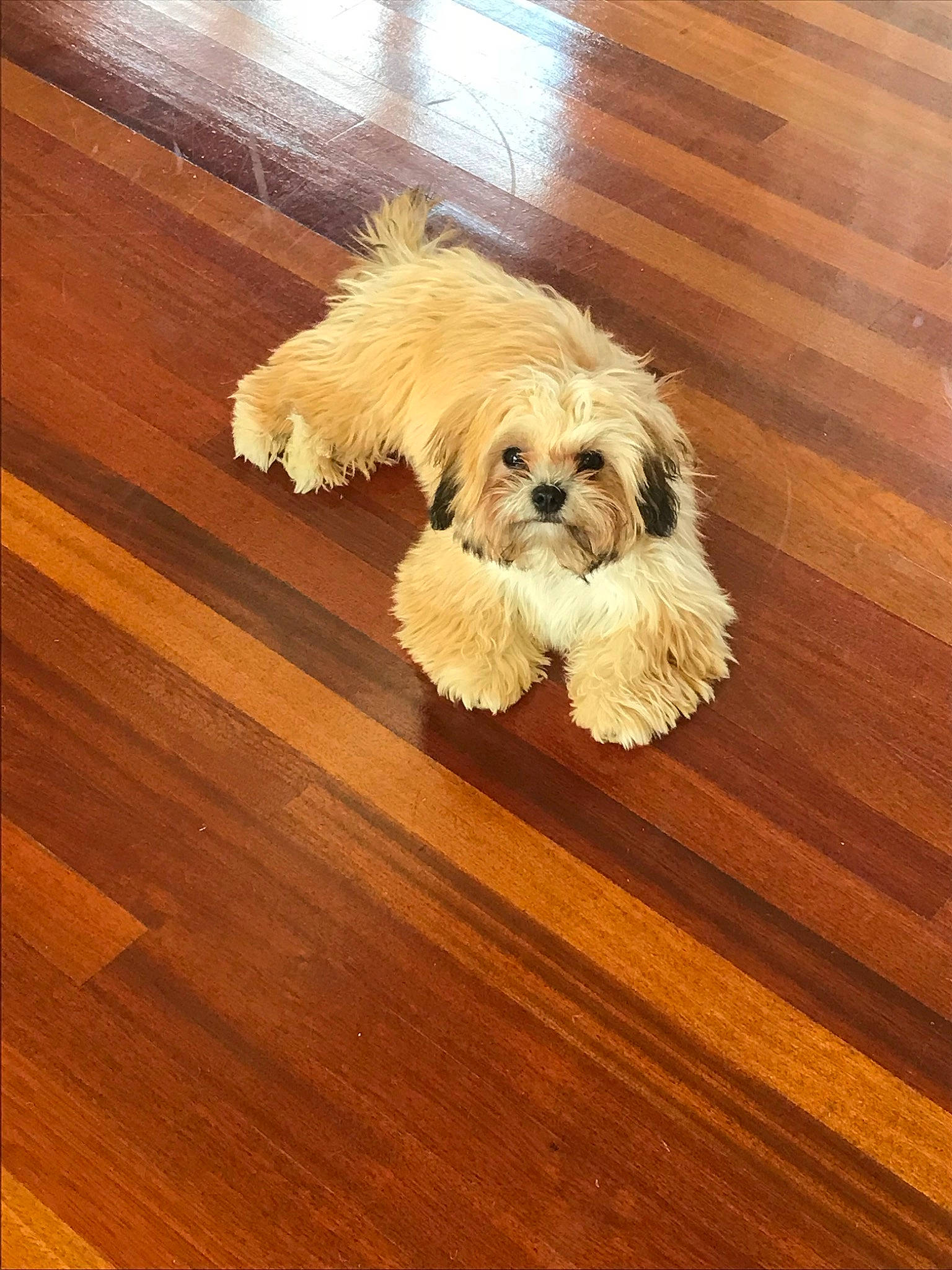 Bella is registered to the contest to win money with this photo: canidae, carnivore, cavachon, chinese_imperial_dog, companion_dog, dog, dog_breed, floor, flooring, hardwood, havanese, lhasa_apso, morkie, poodle_crossbreed, shih_tzu, sporting_group, tibetan_terrier, toy_dog, wood, wood_flooring