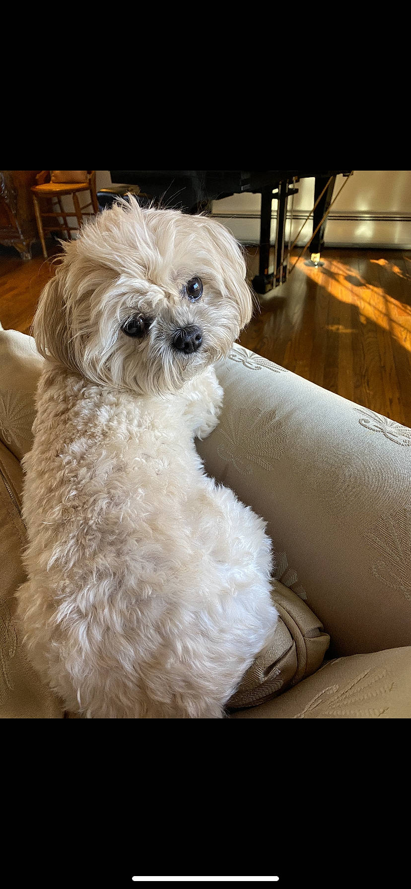 Bella is registered to the contest to win money with this photo: bolognese, bolonka, canidae, carnivore, cavapoo, cockapoo, companion_dog, dog, dog_breed, havanese, maltepoo, maltese, mammal, miniature_poodle, poodle_crossbreed, puppy, schnoodle, shih_tzu, toy_poodle, vertebrate