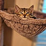 kitten, cat, pet, furry, animal, sleepy, hammock, cozy, indoor, cute, feline, soft, resting, young, tabby, ears, whiskers, closeup, relaxed, comfort