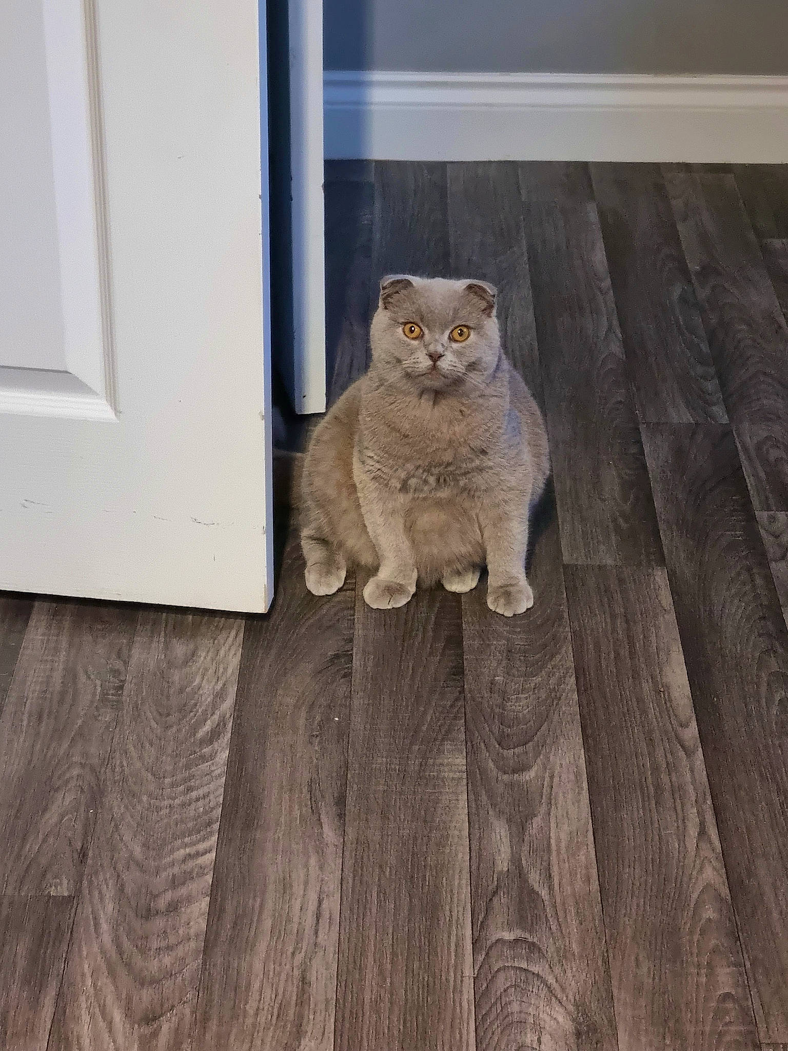 Miki is registered to the contest to win money with this photo: brown, carnivore, cat, fawn, felidae, floor, flooring, fur, glasses, grey, hardwood, laminate_flooring, plank, small_to_medium_sized_cats, tail, whiskers, window, wood, wood_flooring, wood_stain