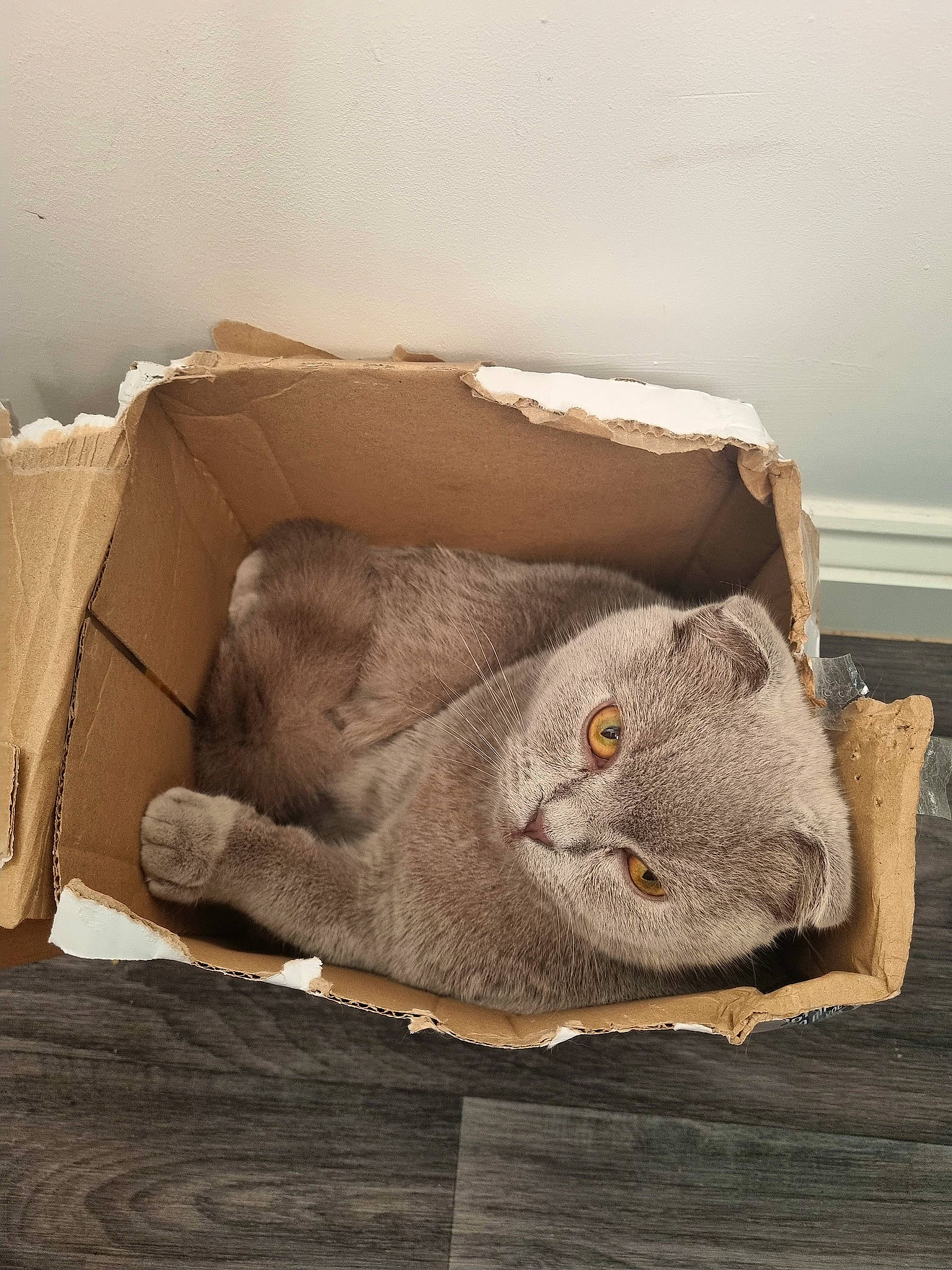 Miki joined the competition — help win amazing prizes! art, artifact, bag, comfort, couch, fawn, flooring, fur, grey, hardwood, linens, personal_protective_equipment, plush, sleeve, snout, stuffed_toy, wood, wool, woolen, working_animal