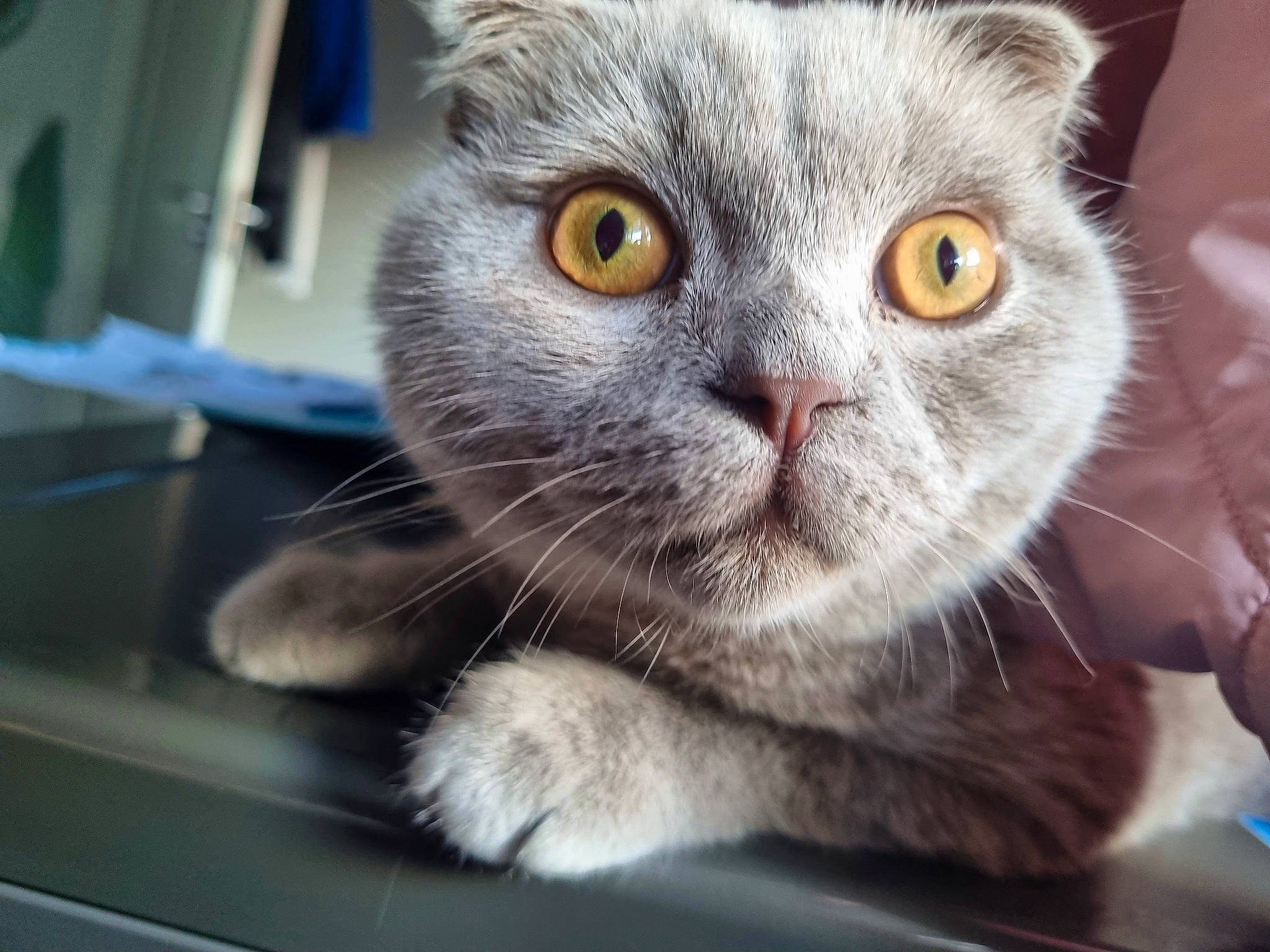 Miki is registered to the contest to win money with this photo: carnivore, cat, curious, domestic_short_haired_cat, ear, felidae, fur, paw, small_to_medium_sized_cats, snout, whiskers