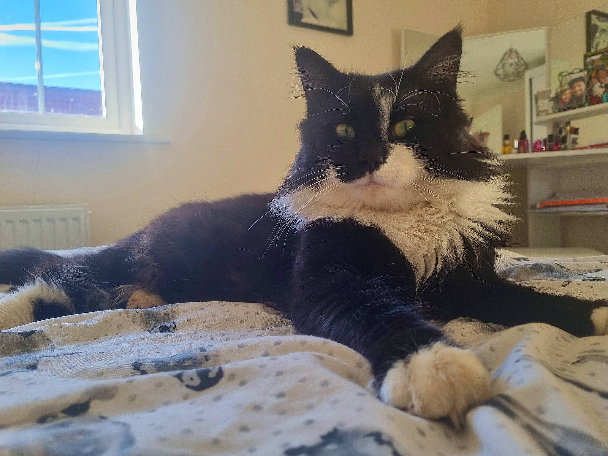 Sonic joined the competition — help win amazing prizes! bed, black_cat, carnivore, cat, cat_supply, comfort, domestic_short_haired_cat, felidae, flooring, fur, grey, linens, paw, picture_frame, room, shelf, small_to_medium_sized_cats, tail, whiskers, window