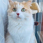 Rio participe au concours pour gagner de l'argent avec cette photo : cat, fluffy, wide_eyes, cream_fur, white_fur, whiskers, window, cat_tree, perch, indoor, pet, feline, soft_fur, curious, close_up, portrait, domestic_cat, natural_light, sitting, cozy
