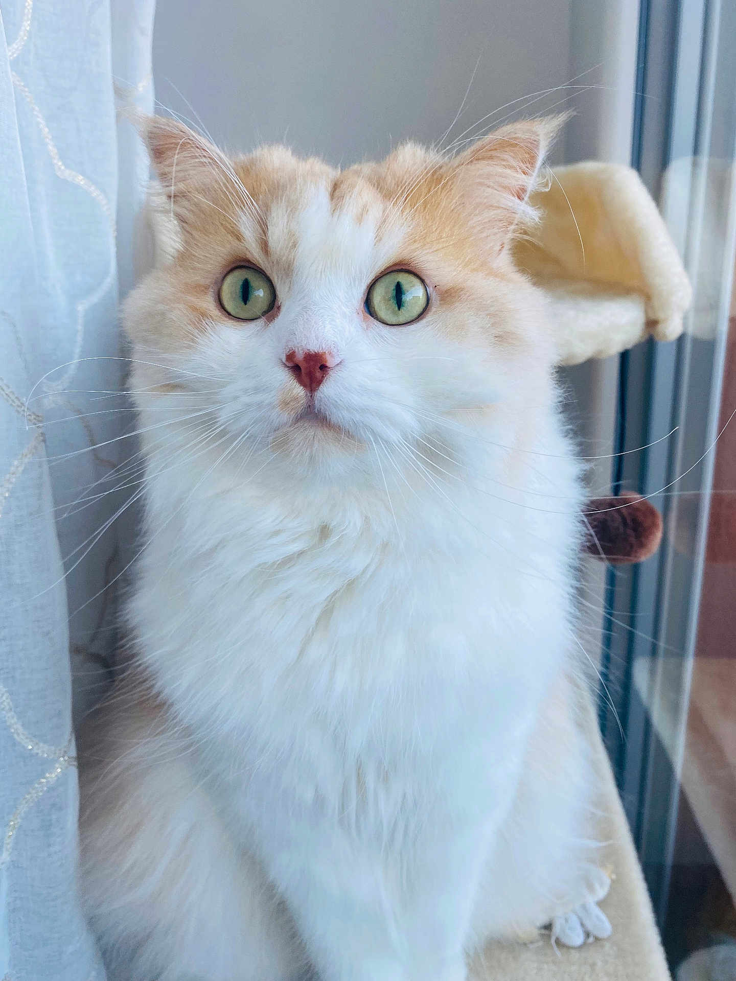Rio participe au concours pour gagner de l'argent avec cette photo : cat, fluffy, wide_eyes, cream_fur, white_fur, whiskers, window, cat_tree, perch, indoor, pet, feline, soft_fur, curious, close_up, portrait, domestic_cat, natural_light, sitting, cozy