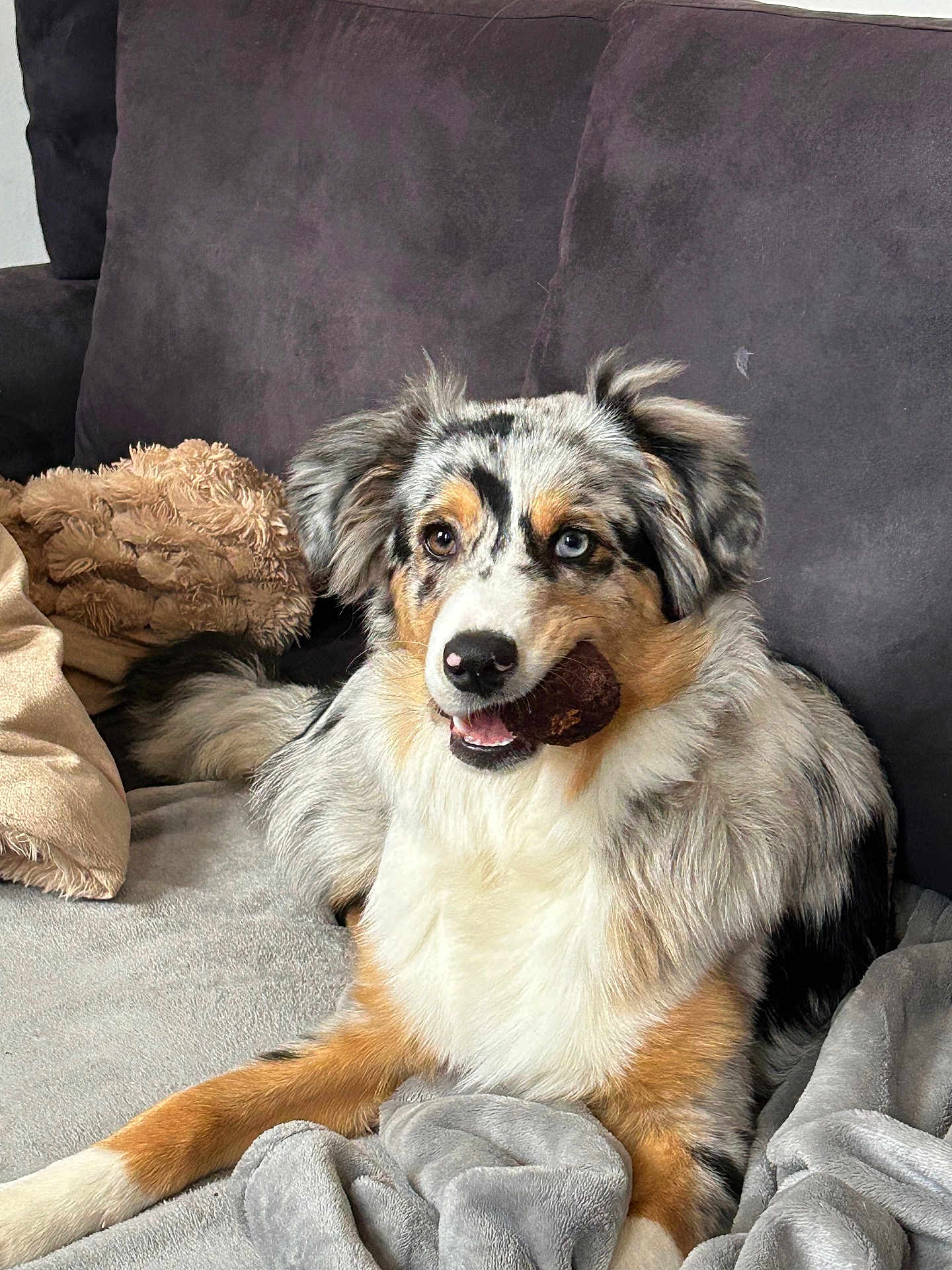 Améa participe au concours pour gagner de l'argent avec cette photo : dog, australian_shepherd, heterochromia, blue_eye, brown_eye, toy_in_mouth, plush_toy, couch, blanket, throw_pillow, fur, sitting, indoors, living_room, comfy, pet_portrait, attentive, paws_visible, snout, tongue