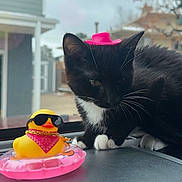 Kleo joined the competition — help win amazing prizes! animal, black_and_white, cat, close_up, curious, cute, gold_chain, indoor, inflatable_ring, kitten, paws, pet, pink_bandana, pink_hat, playful, rubber_duck, sunglasses, toy, whiskers, window