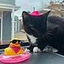 animal, black_and_white, cat, close_up, curious, cute, gold_chain, indoor, inflatable_ring, kitten, paws, pet, pink_bandana, pink_hat, playful, rubber_duck, sunglasses, toy, whiskers, window
