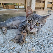 Ruby a rejoint le concours — aidez-le/la à gagner de superbes lots ! kitten, cat, tabby, animal, pet, outdoor, feline, curious, young, whiskers, ears, eyes, closeup, stone, floor, wooden_fence, texture, lying_down, playful, nature