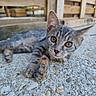 kitten, cat, tabby, animal, pet, outdoor, feline, curious, young, whiskers, ears, eyes, closeup, stone, floor, wooden_fence, texture, lying_down, playful, nature