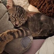Ruby participe au concours pour gagner de l'argent avec cette photo : animal, cat, closeup, comfort, cozy, cushion, cute, fabric, fur, indoor, kitten, paw, pet, plush_toy, relaxation, resting, sleeping, soft_texture, tabby, warm_colors