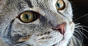 Ruby participe au concours pour gagner de l'argent avec cette photo : cat, tabby_cat, close_up, portrait, green_eyes, whiskers, paw, fur, animal, pet, domestic_cat, resting, curious, face, snout, nose, ears, indoor, cardboard, feline