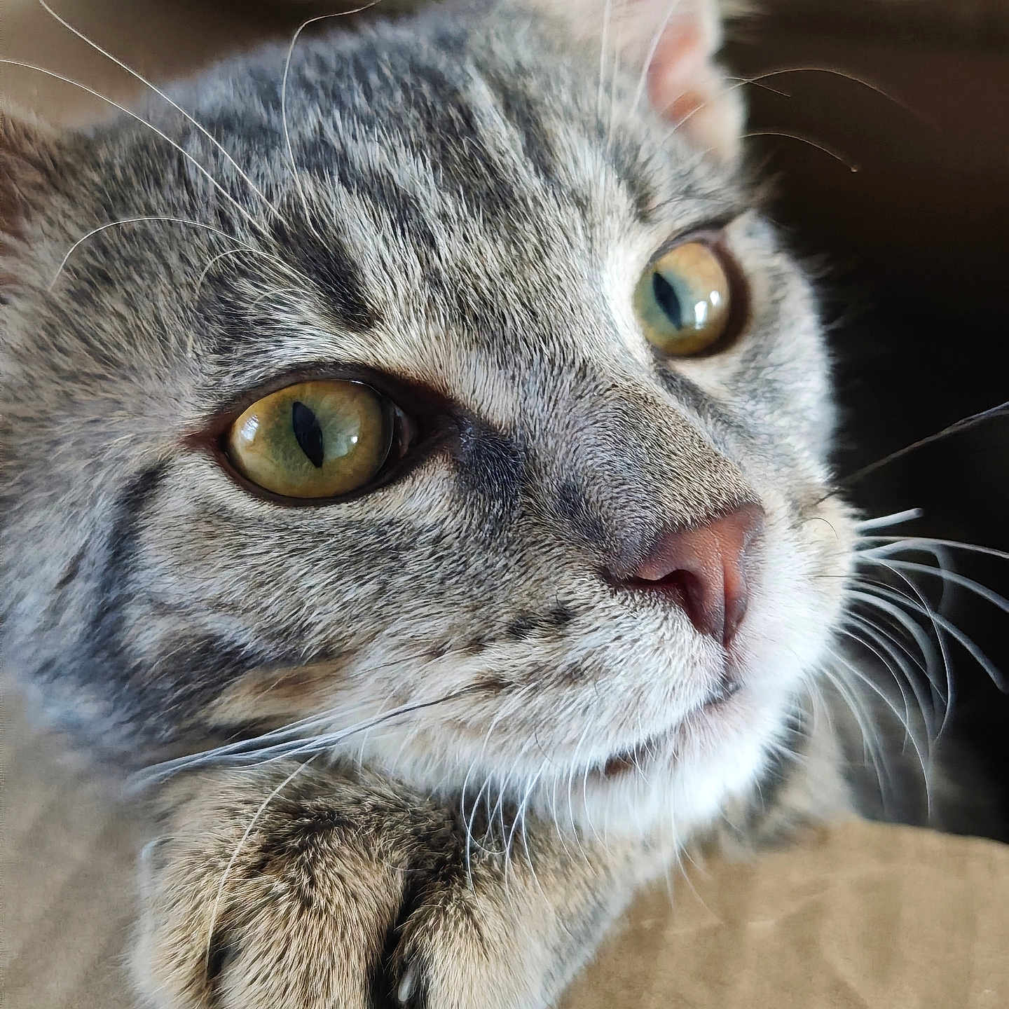 Ruby participe au concours pour gagner de l'argent avec cette photo : cat, tabby_cat, close_up, portrait, green_eyes, whiskers, paw, fur, animal, pet, domestic_cat, resting, curious, face, snout, nose, ears, indoor, cardboard, feline