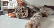 Ruby participe au concours pour gagner de l'argent avec cette photo : animal, blurred_background, cat, closeup, cozy, cute, ears, fur, furniture, home, indoor, kitten, paw, pet, relaxed, resting, sleeping, tabby, whiskers, white_surface
