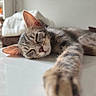 Ruby participe au concours pour gagner de l'argent avec cette photo : cat, kitten, sleeping, tabby, paw, closeup, indoor, white_surface, furniture, blurred_background, cozy, relaxed, pet, animal, cute, resting, whiskers, ears, fur, home