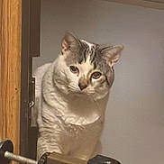 Odin is registered to the contest to win money with this photo: cat, indoor, wooden_door, baby_gate, curious, pet, animal, feline, white_cat, gray_markings, paws, close_up, household, domestic, looking, alert, quiet, resting, sitting, furniture