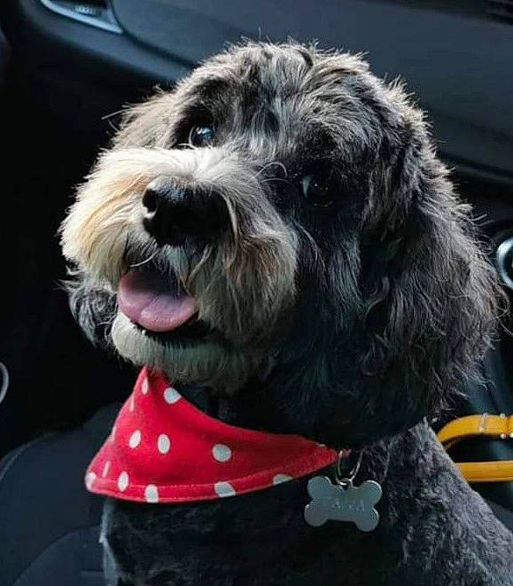 Tara joined the competition — help win amazing prizes! canidae, carnivore, collar, companion_dog, dog, dog_breed, dog_collar, dog_supply, fur, labradoodle, luxury_vehicle, metal, puppy, small_terrier, snout, sporting_group, stichelhaar, terrier, toy_dog, vehicle_door