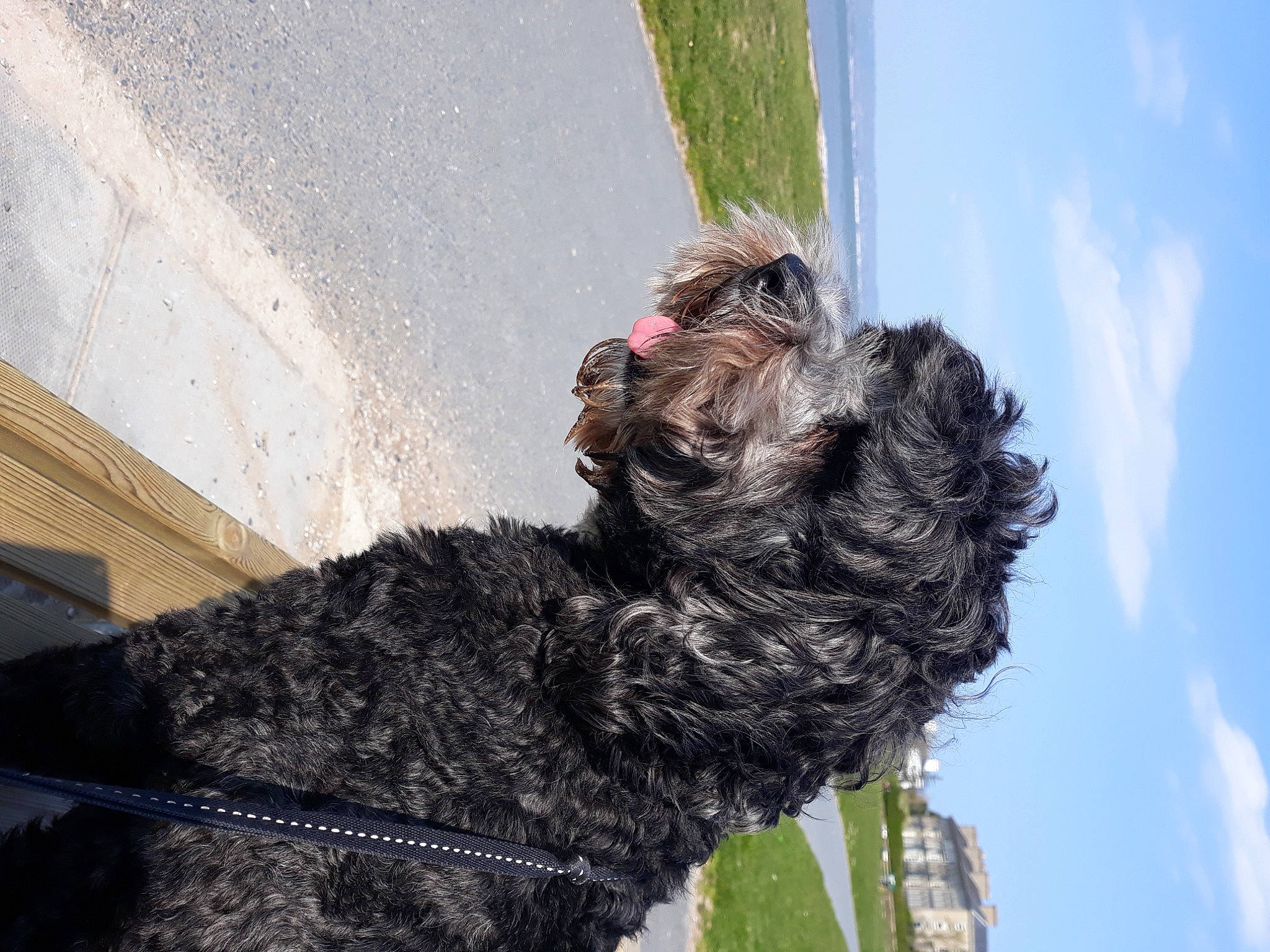 Tara is registered to the contest to win money with this photo: blue, canidae, carnivore, cloud, collar, companion_dog, cumulus, dog, dog_breed, dog_collar, fur, mammal, pet_supply, sky, snout, sporting_group, tail, terrier, water_dog, working_animal