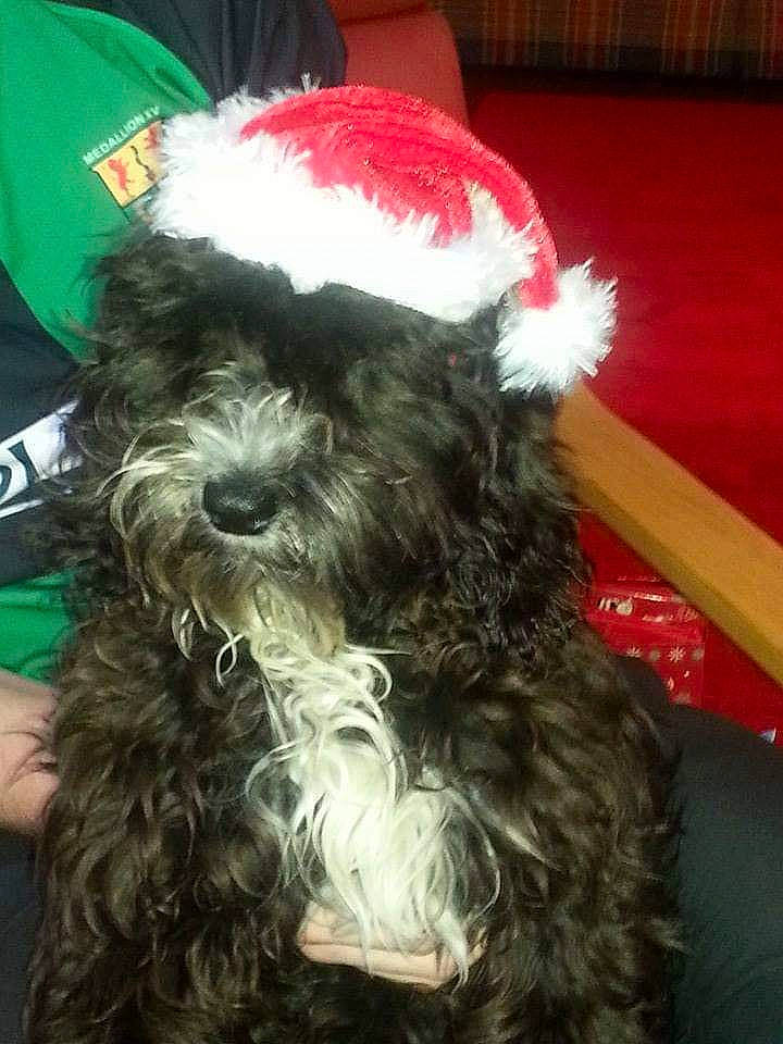 Tara is registered to the contest to win money with this photo: beard, canidae, carnivore, companion_dog, costume_hat, dog, dog_breed, dog_supply, event, facial_hair, fictional_character, fur, hat, liver, santa_claus, snout, sporting_group, terrier, toy_dog, working_animal