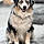 Arlo