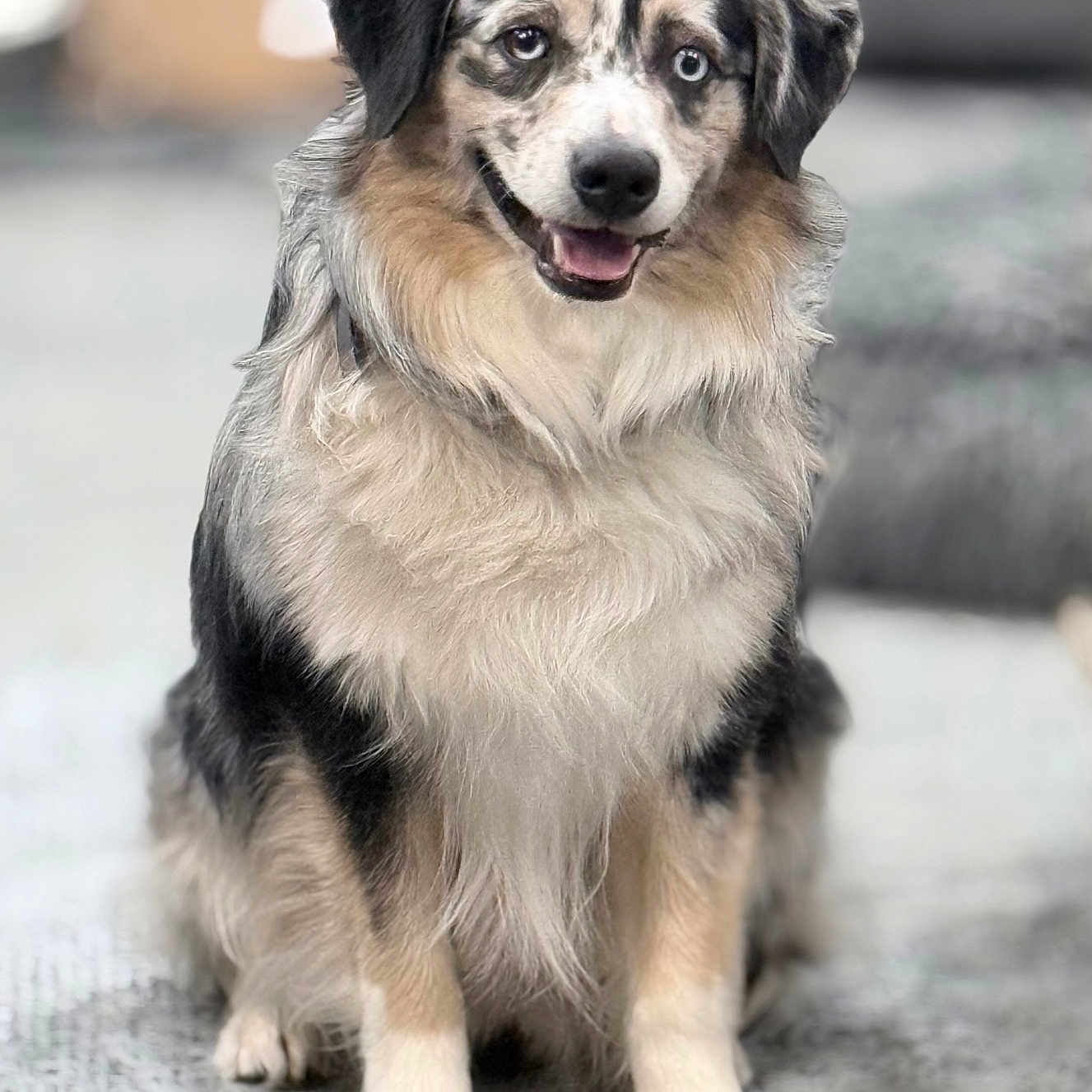 Arlo