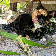 Lucinda joined the competition — help win amazing prizes! cat, calico, outdoor, grass, tongue, licking, playful, animal, pet, feline, nature, sand, wood, resting, closeup, eye, whiskers, ear, ground, sunlight