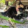 cat, calico, outdoor, grass, tongue, licking, playful, animal, pet, feline, nature, sand, wood, resting, closeup, eye, whiskers, ear, ground, sunlight