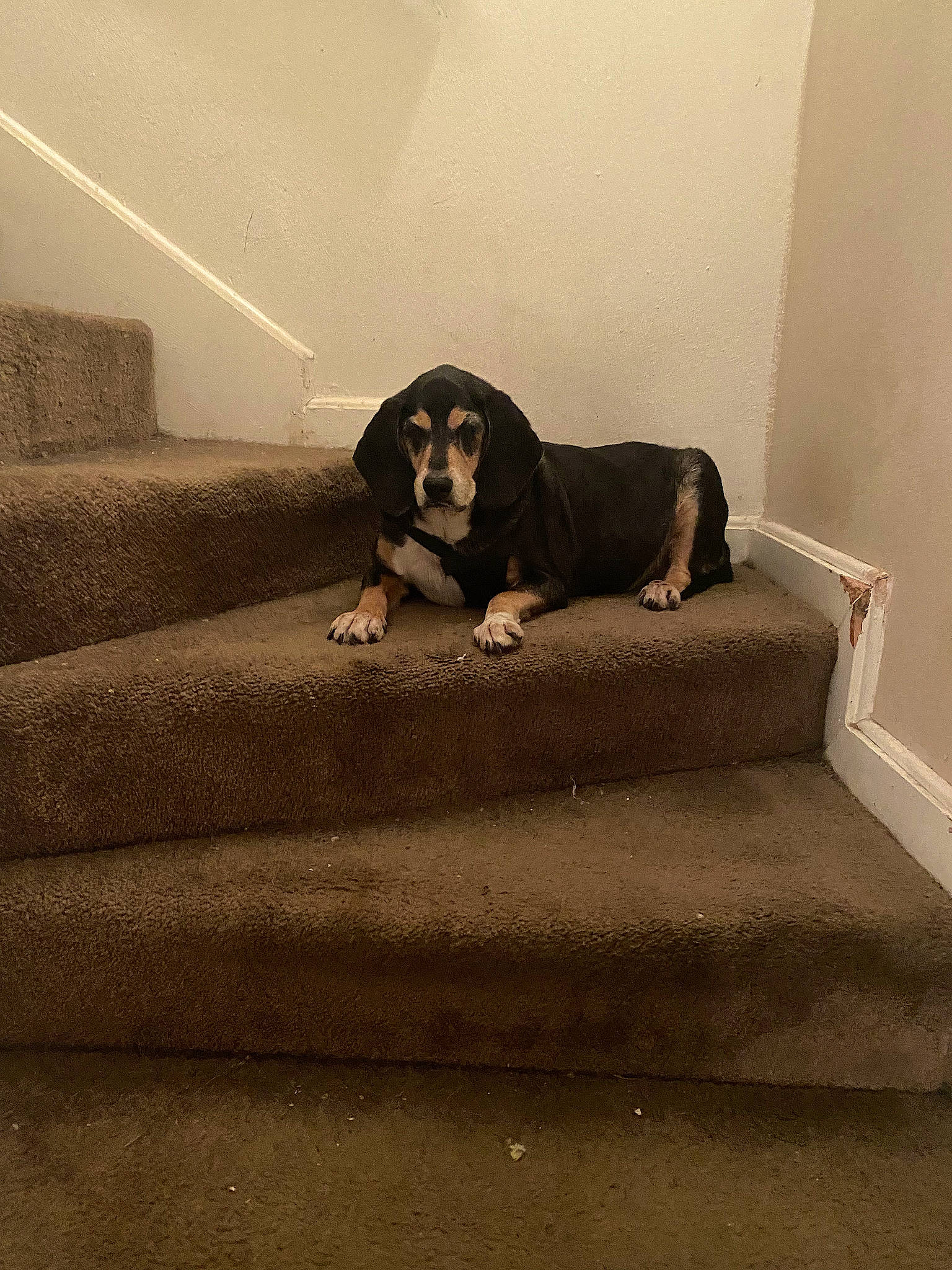 Dutchess joined the competition — help win amazing prizes! brown, canidae, carnivore, comfort, companion_dog, couch, dog, dog_breed, fawn, floor, flooring, grey, hardwood, house, snout, sporting_group, stairs, tints_and_shades, wood, working_animal