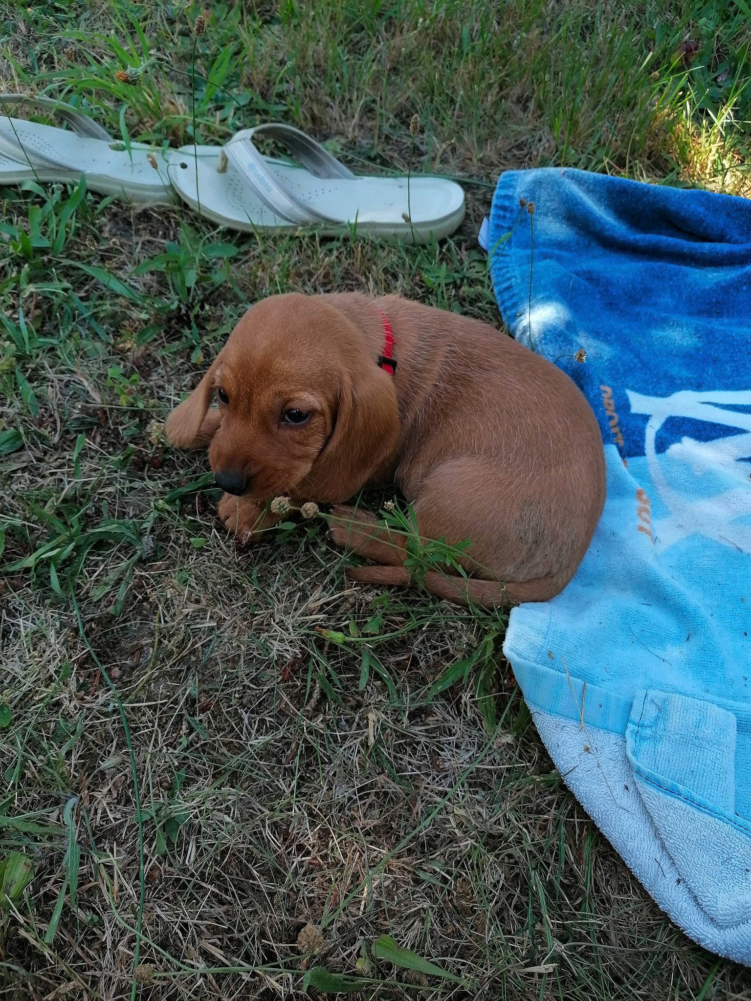 Ron a rejoint le concours — aidez-le/la à gagner de superbes lots ! canidae, carnivore, dog, dog_breed, fawn, grass, pointing_breed, puppy, snout, sporting_group, vizsla, weimaraner