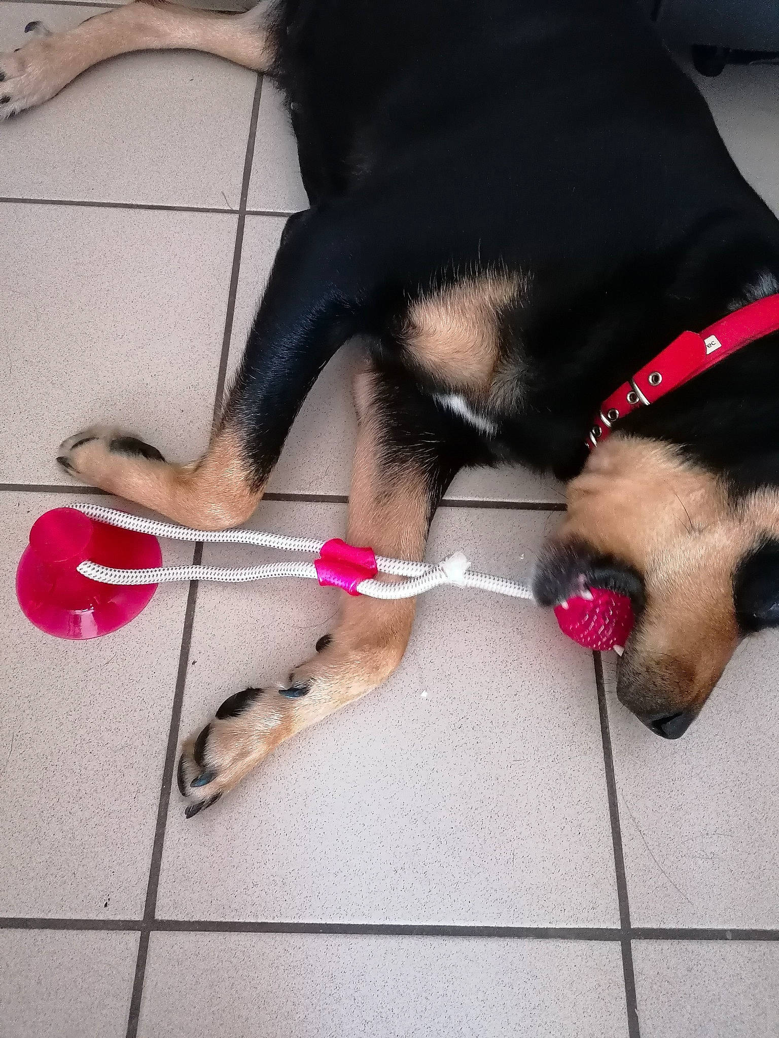 Mia participe au concours pour gagner de l'argent avec cette photo : canidae, carnivore, dog, dog_breed, fawn, leash, paw, rottweiler, snout, sporting_group, tail, working_dog