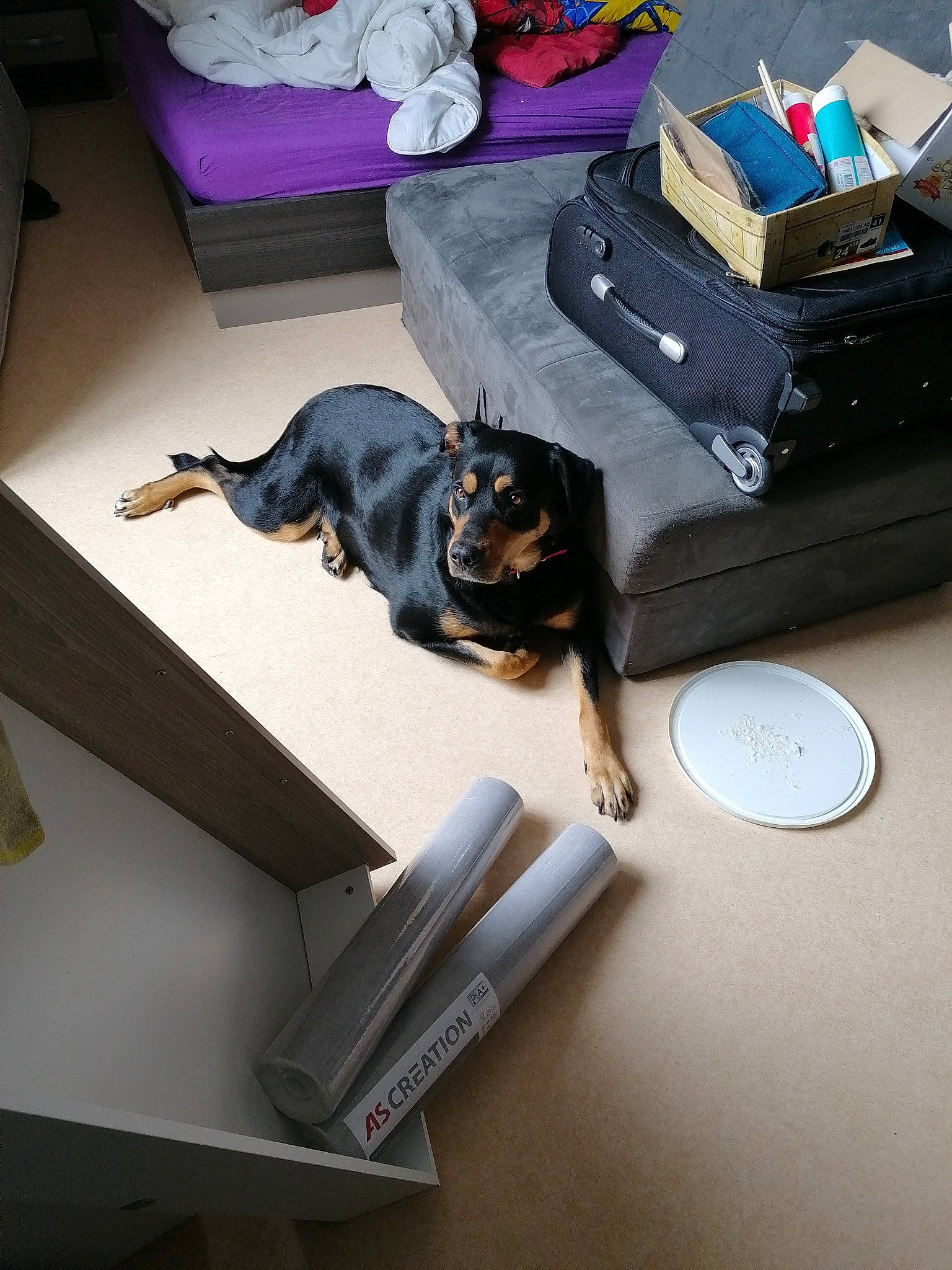 Mia a rejoint le concours — aidez-le/la à gagner de superbes lots ! canidae, carnivore, companion_dog, dog, dog_breed, guard_dog, miniature_pinscher, paper, rottweiler