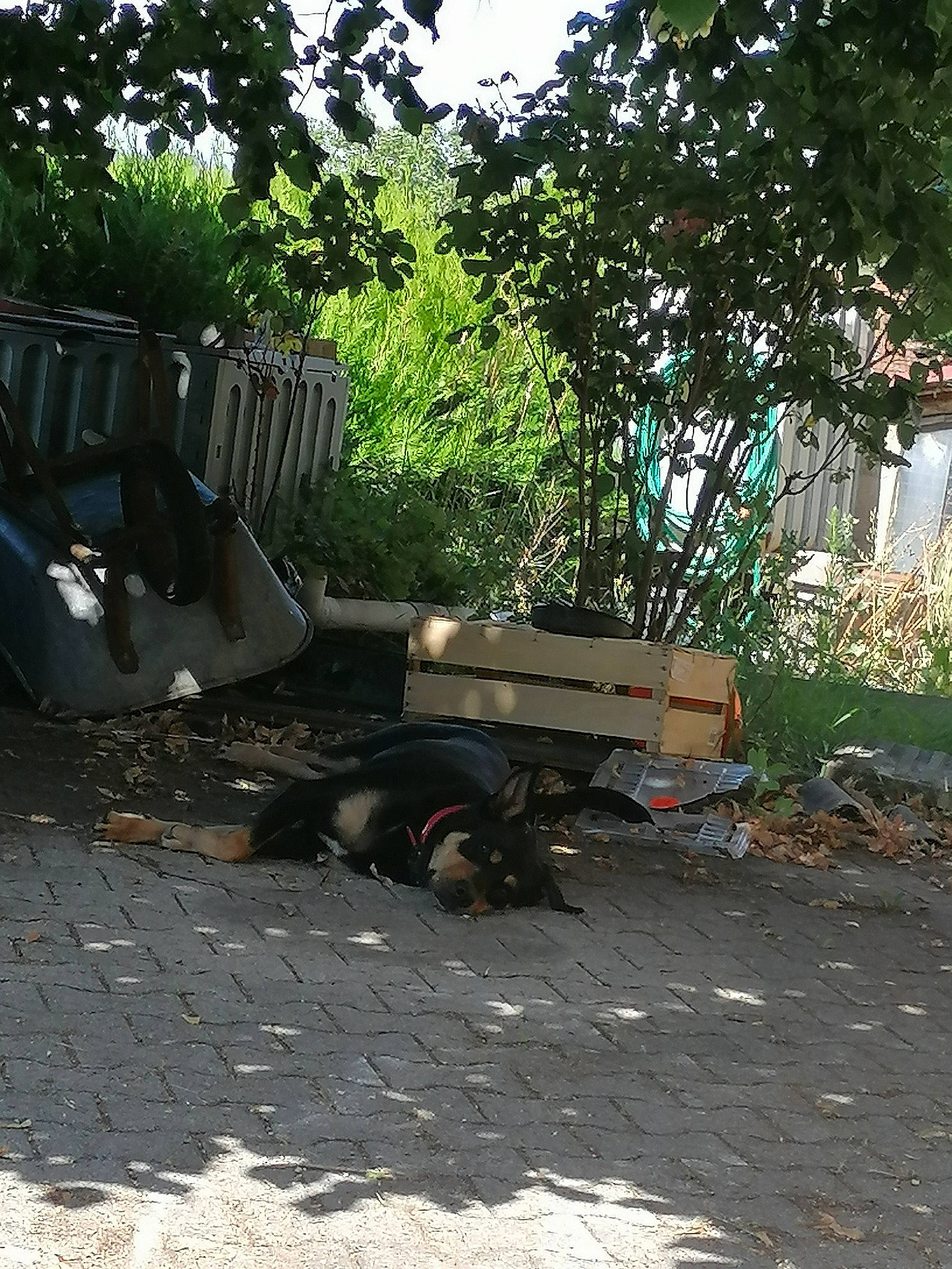 Mia participe au concours pour gagner de l'argent avec cette photo : asphalt, auto_part, automotive_exterior, automotive_wheel_system, bumper, car, grass, plant, road, road_surface, scrap, soil, transport, tree, vehicle, waste, wheel