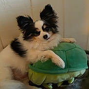 Teddy is registered to the contest to win money with this photo: animal, canine, chihuahua, cockerspaniel, cream, cushion, dessert, dog, dogbed, eskimodog, food, homedecor, icing, papillon, pet, puppy