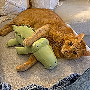 Orange Cat joined the competition — help win amazing prizes! cat, orange_tabby, plush_toy, crocodile_toy, couch, pillow, blanket, cozy, indoor, pet, feline, relaxing, cute, stuffed_animal, fur, animal, home, resting, comfort, soft