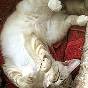 Sinbad is registered to the contest to win money with this photo: belly_up, blanket, cat, close_up, cozy, cream_colored, curled, cute, feline, fur, indoors, nap, paw, pet, relaxed, sleeping, soft, tabby, towel, whiskers