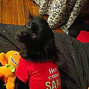 Lady joined the competition — help win amazing prizes! dog, small_dog, black_dog, pet, plush_toy, pumpkin_toy, red_shirt, holiday_shirt, clothing, hardwood_floor, bedspread, blanket, looking_up, eyes, portrait, indoor, cozy, sitting, toy, paw_print