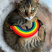 Holly is registered to the contest to win money with this photo: animal, cat, closeup, companion, cozy, curled_up, cute, domestic_cat, fluffy_bed, fur, green_eyes, indoor, paw, pet, rainbow_toy, relaxed, resting, soft_texture, tabby, whiskers
