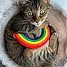 animal, cat, closeup, companion, cozy, curled_up, cute, domestic_cat, fluffy_bed, fur, green_eyes, indoor, paw, pet, rainbow_toy, relaxed, resting, soft_texture, tabby, whiskers