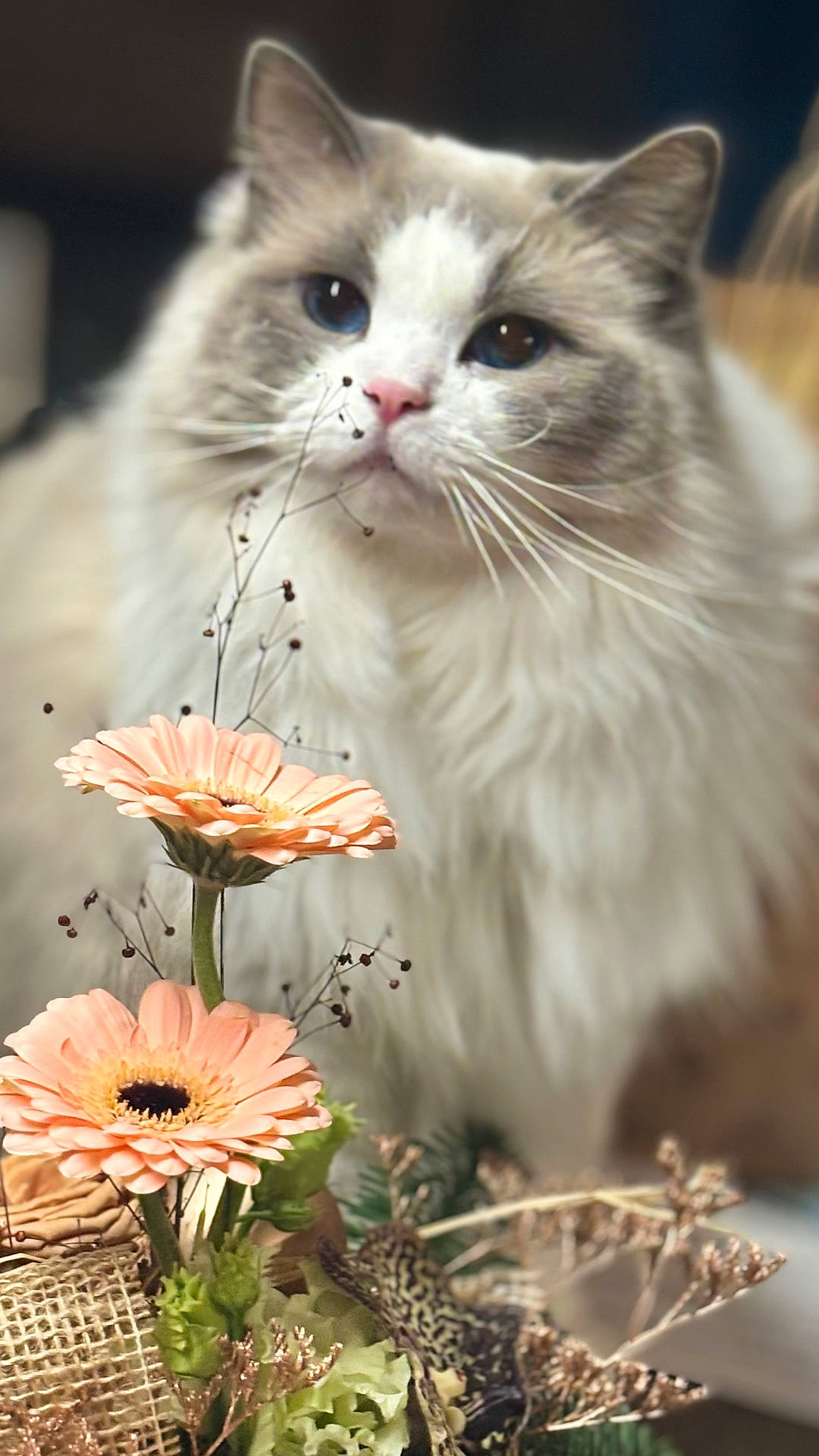 Utah participe au concours pour gagner de l'argent avec cette photo : animal, bouquet, cat, closeup, cute, decor, domestic_cat, feline, flower, fluffy_cat, gentle, indoor, nature, peach_flower, pet, pink_nose, plant, portrait, soft_focus, whiskers
