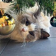 Utah a rejoint le concours — aidez-le/la à gagner de superbes lots ! animal, bauble, cat, celebration, christmas_tree, closeup, cozy, cute, decorations, feline, floor, fluffy, gold, green, holiday, indoor, ornament, pet, relaxed, whiskers