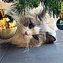 animal, bauble, cat, celebration, christmas_tree, closeup, cozy, cute, decorations, feline, floor, fluffy, gold, green, holiday, indoor, ornament, pet, relaxed, whiskers