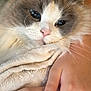 Utah participe au concours pour gagner de l'argent avec cette photo : blanket, cat, closeup, comfort, cozy, domestic_animal, feline, fluffy, hands, human, indoor, pet, pink_nose, relaxation, resting, skin, snuggle, soft, warm, whiskers