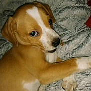 Tiby a rejoint le concours — aidez-le/la à gagner de superbes lots ! puppy, dog, brown, white, blanket, cute, pet, animal, fur, lying_down, looking, ears, paw, snout, indoor, cozy, young, domestic_animal, companionship, relaxed