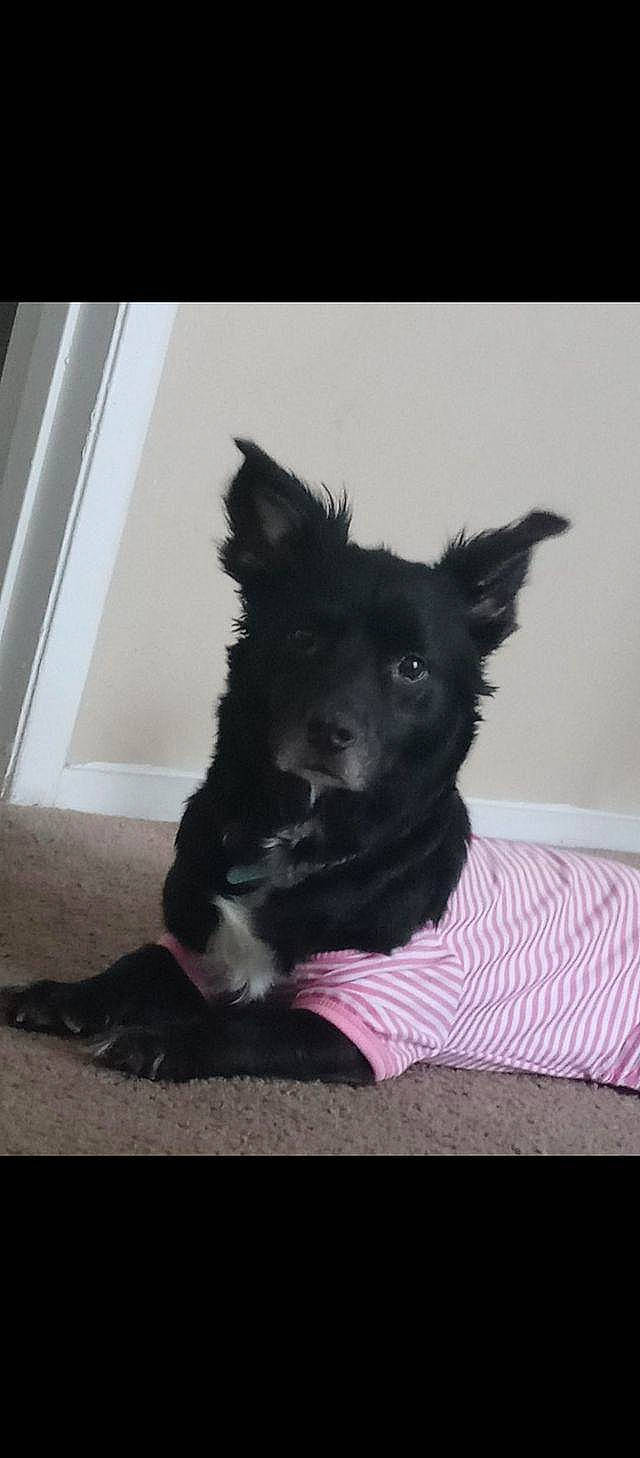 Isis joined the competition — help win amazing prizes! border_collie, canidae, carnivore, comfort, companion_dog, dog, dog_breed, flooring, fur, herding_dog, monochrome_photography, non_sporting_group, paw, puppy, sporting_group, tail, tints_and_shades, whiskers, working_animal, working_dog