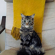 Ted is registered to the contest to win money with this photo: cat, fluffy, tabby, sitting, chair, couch, home_interior, furniture, yellow_throw, cozy, pet, domestic_animal, whiskers, tail, ears, fur, indoor, cute, alert, portrait