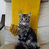 alert, cat, chair, couch, cozy, cute, domestic_animal, ears, fluffy, fur, furniture, home_interior, indoor, pet, portrait, sitting, tabby, tail, whiskers, yellow_throw